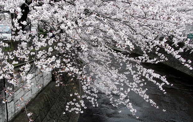 吹上橋近くの桜