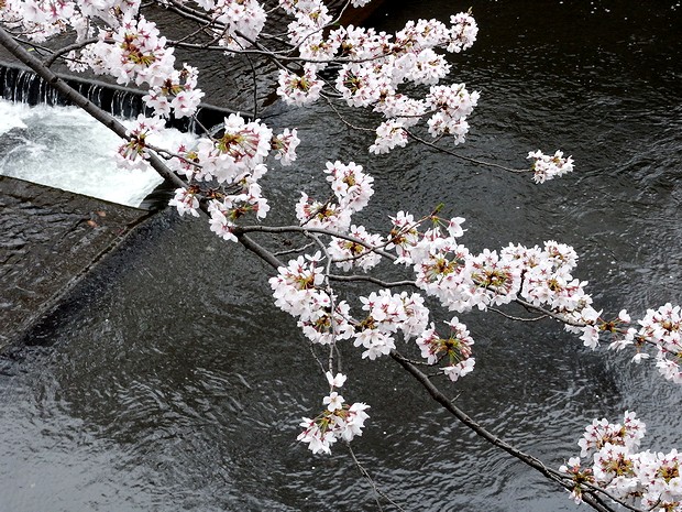 川面にも桜は散っていません