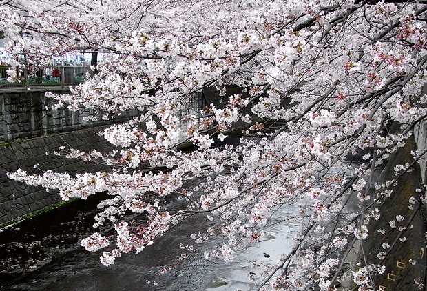 都橋の桜