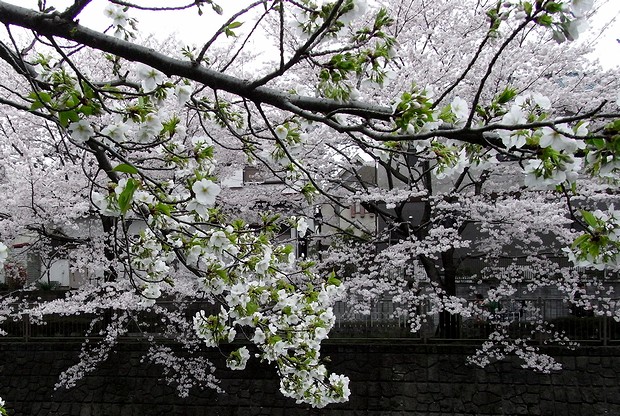 大島桜、葉桜です